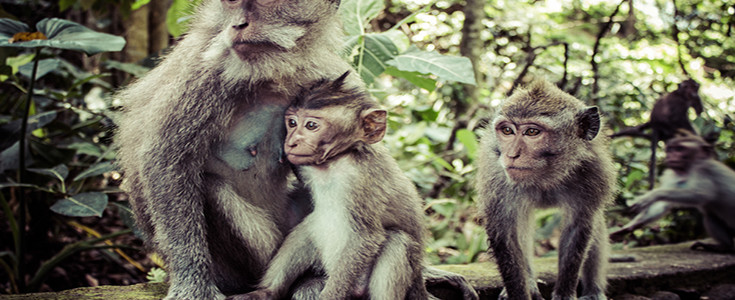 Bali Ubud Tour Special Package